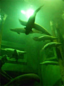 Arapaimas y pacus en el Acuario de Zaragoza