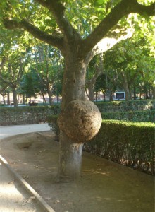 árbol embarazado