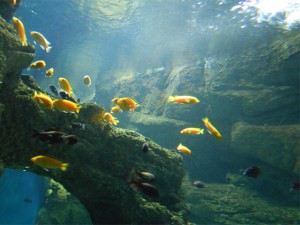 acuario zaragoza