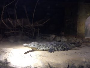 Zaragoza-Turismo.-Acuario